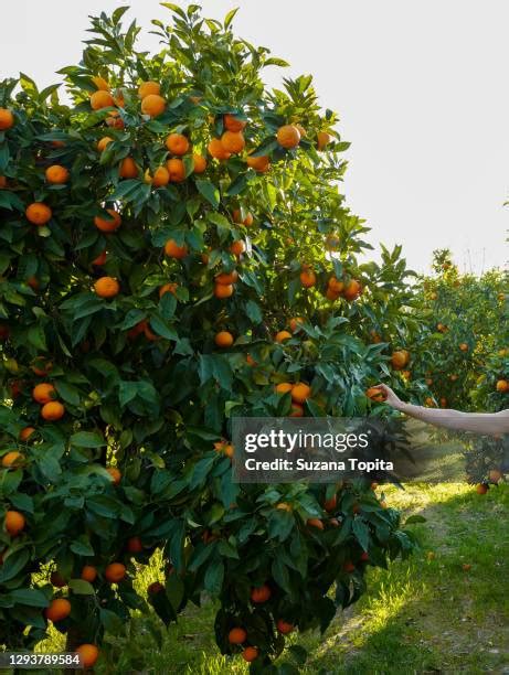 Afbeeldingsresultaten voor Orange Tree Picker