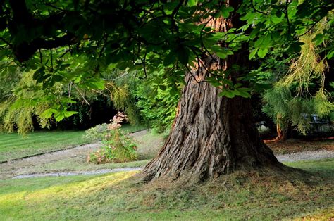 Tree Base Plate に対する画像結果
