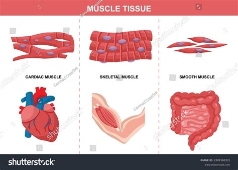 Heart Muscle Tissue に対する画像結果
