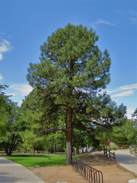 Image result for Pine Tree in Urdu