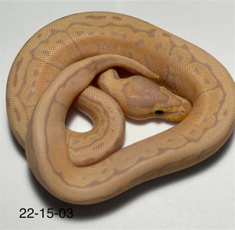 Image result for Kingpin Ball Python