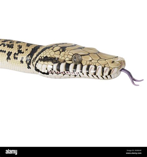 Australian Scrub Python に対する画像結果