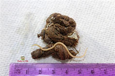 Image result for Vers Dans Les Selles