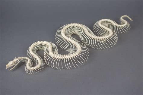 Image result for Python Bones