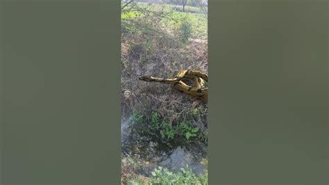 Image result for Python Snack