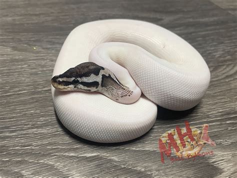 Afbeeldingsresultaten voor Axanthic Pastel Ball Python