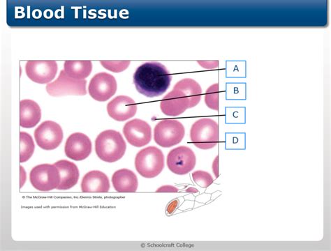 Image result for Tissue Blood Layers
