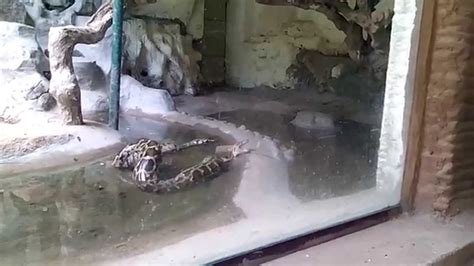 Image result for Python Snake Attack