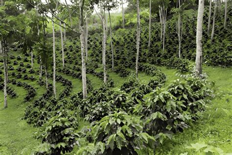 Image result for Native Coffee Tree