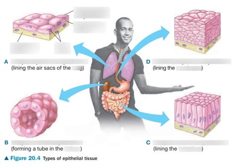 Epithelial Tissue Types に対する画像結果