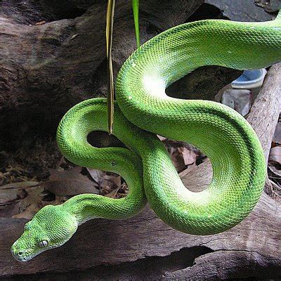 Image result for Anaconda Python Green