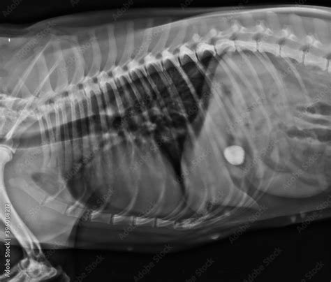 Image result for Alien Inside My Dog Stomach