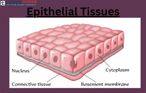 Epithelial Tissue Types に対する画像結果