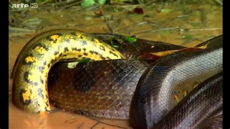 Afbeeldingsresultaten voor Python Snack