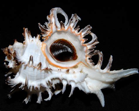 Image result for Besh Shells