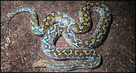 Image result for Reticulated Python Humanoid