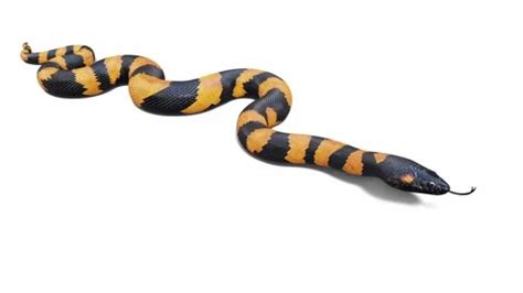 Python 3D Animation Video ପାଇଁ ପ୍ରତିଛବି ଫଳାଫଳ