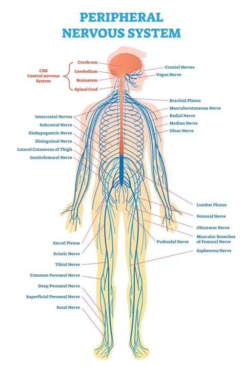 Image result for Peripheral Nerve Anatomy