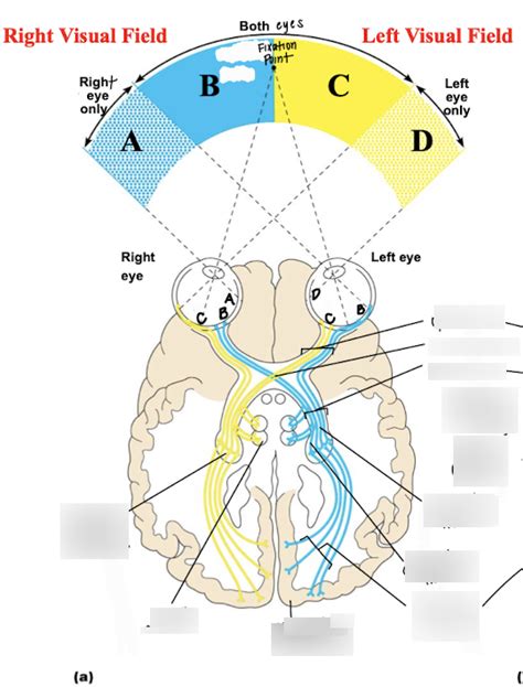 Visual Pathway Brain-साठीचा प्रतिमा निकाल