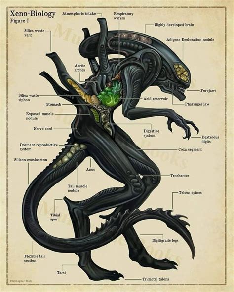 Image result for Alien Xenomorph Concept Art