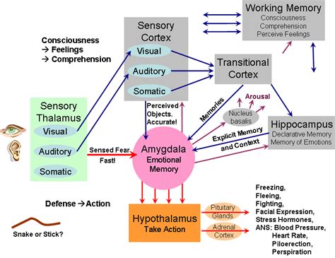 Image result for Declarative Memory Neural Pathwya