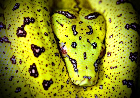 Image result for Yellow and Green Python