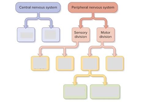Image result for Flow Chart of Classification of PNS