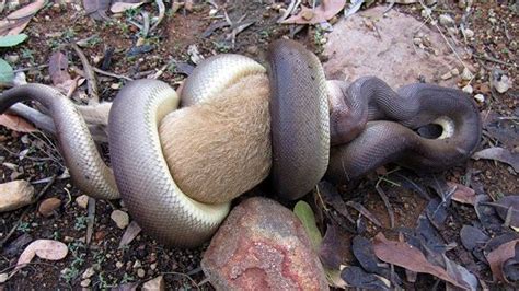 Afbeeldingsresultaten voor Python Snake Squeeze