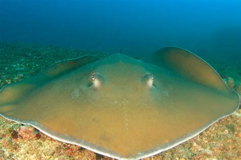 Image result for Anaconda Python