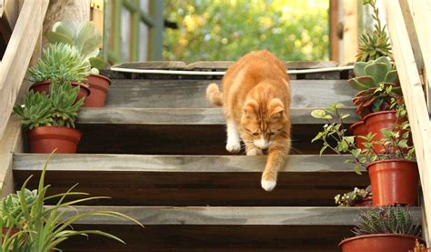 Color Text Animation CSS に対する画像結果