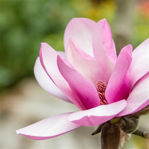 Image result for Magnolia Tree Planting Guide