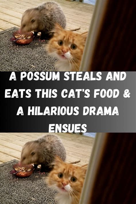 Image result for Guilty Huskies