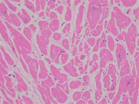 Afbeeldingsresultaten voor Nikon Eclipse UI Eu