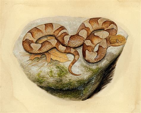 Image result for Copperhead Snake Pattern