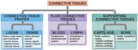 Image result for 5 Types of Connective Tissue