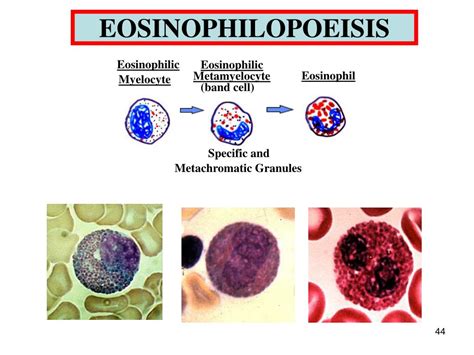 Image result for Tissue Types