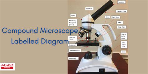 Image result for Compound Microscope Stage