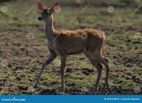 Image result for Java Tauran