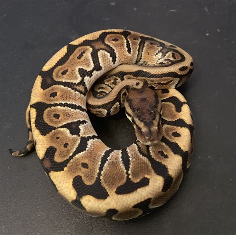 Image result for Woma Python X Ball Python