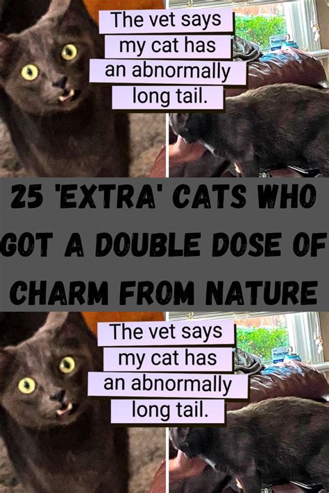 Image result for Guilty Huskies