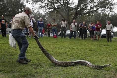Afbeeldingsresultaten voor Python Snake Squeeze
