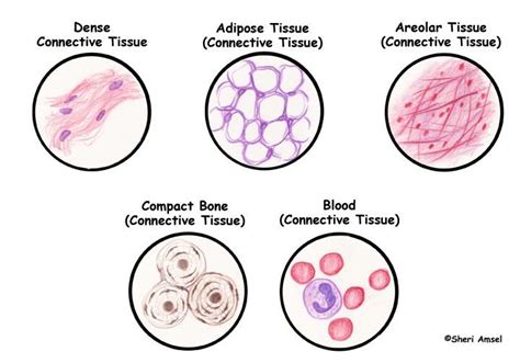 Image result for 5 Types of Connective Tissue