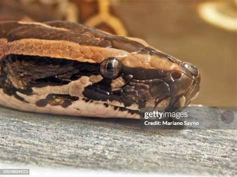 Python Bite Photos and Premium High Res Pictures - Getty Images