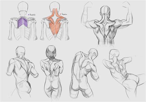 Résultat d’images pour Back Muscles Drawing Arms