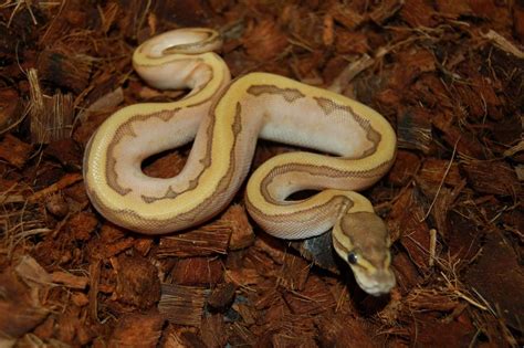 Image result for Kingpin Ball Python
