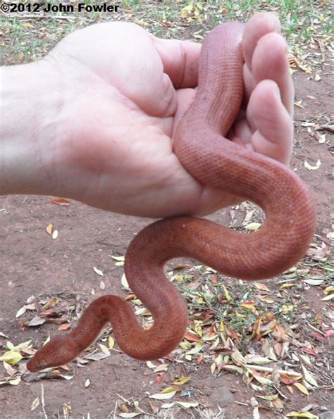 Image result for Pygmy Python