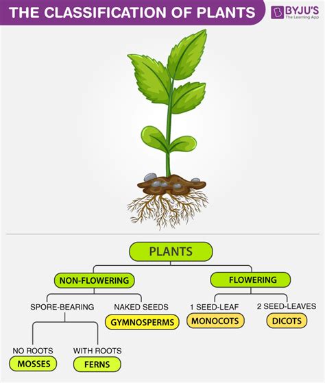 Plant Classification Chart Biology Plants Plant Classification - Riset