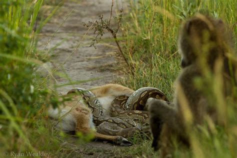 Image result for African Python and Digging Machine