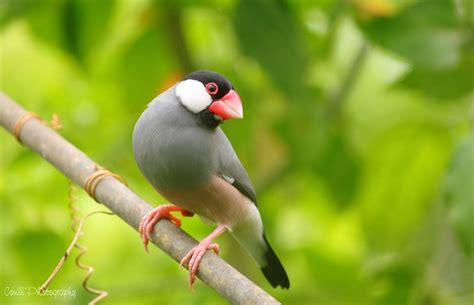 Image result for Java Finch Pic
