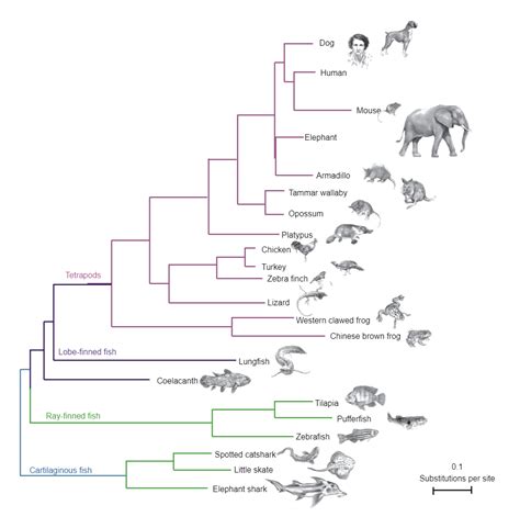 Afbeeldingsresultaten voor Taxonomic Tree Example